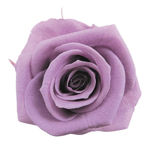 フロールエバー プリザーブドフラワー ショートステムローズ ラベンダー FL072-14 1本(ご注文単位1本)【直送品】
