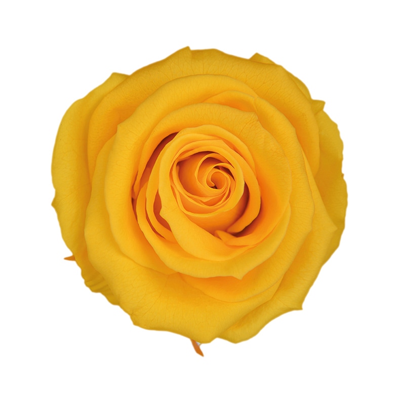 フロールエバー プリザーブドフラワー　ショートステムローズ ゴールデンイエロー FL072-17 1本（ご注文単位1本）【直送品】