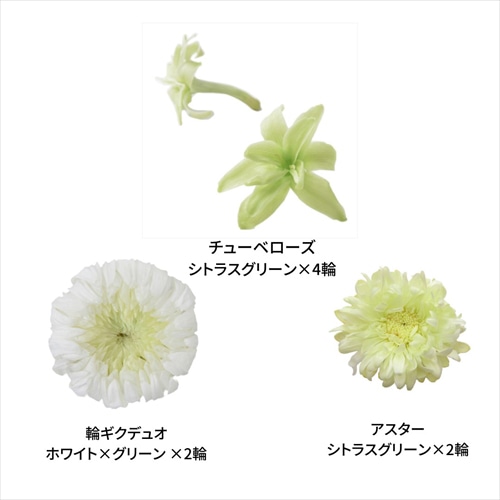 フロールエバー プリザーブドフラワー マムパレットTR グリーンミックス FLP44533-150 1箱（ご注文単位1箱）【直送品】