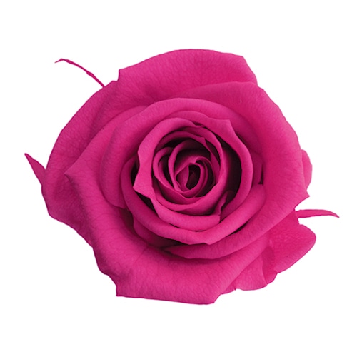 フロールエバー プリザーブドフラワー　ショートステムローズ フューシャピンク FL072-58 1本（ご注文単位1本）【直送品】