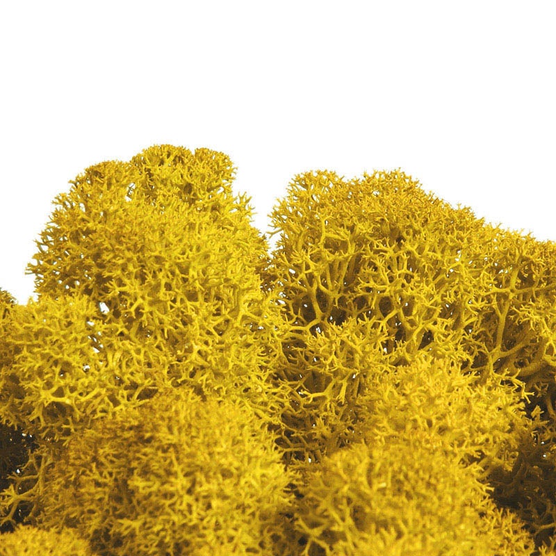 フロールエバー プリザーブドグリーン　ノルディックモス　50g イエロー FL820-810 1袋（ご注文単位1袋）【直送品】