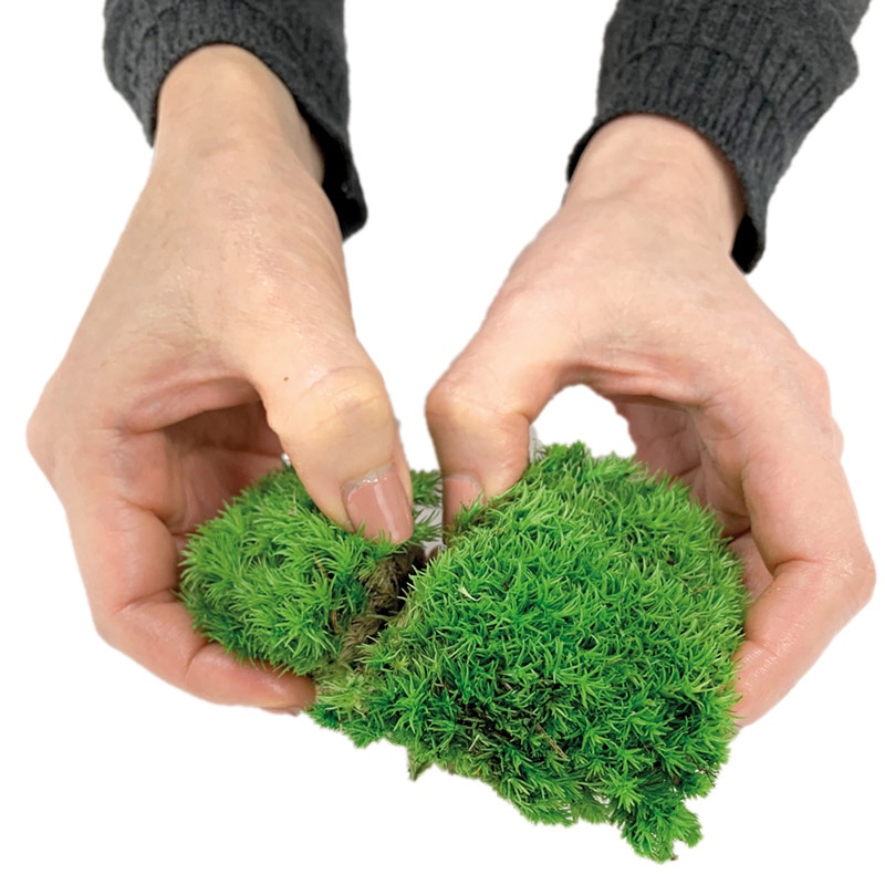 フロールエバー プリザーブドグリーン ポールモス グリーン FL823-800 1袋(ご注文単位1袋)【直送品】