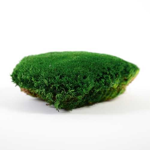 フロールエバー ブリザーブドグリーン ポールモス ダークグリーン FL823-730 1箱(ご注文単位1箱)【直送品】