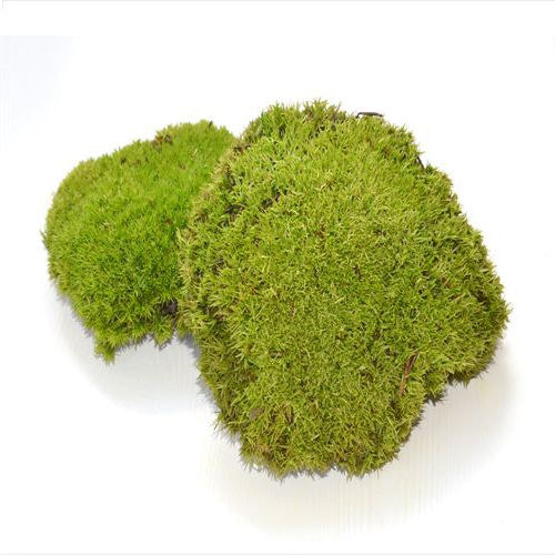 フロールエバー プリザーブドフラワー ポールモスFR バルク ナチュラルグリーン FL825FR-720 1箱(ご注文単位1箱)【直送品】