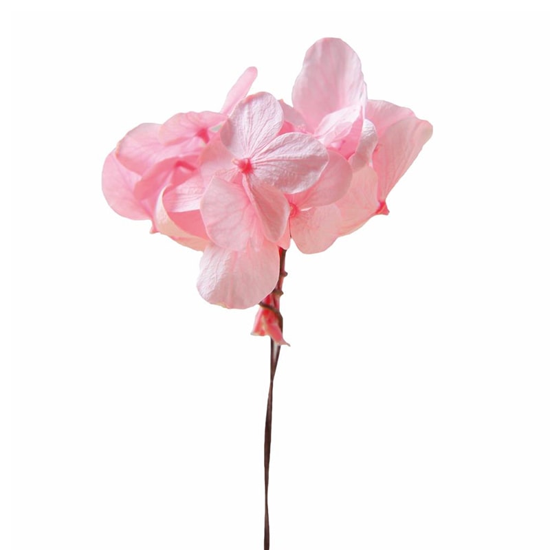 フロールエバー プリザーブドフラワー　プレタポルテ アンデスアジサイ　ベイビーピンク FLPP2911-07 35本/箱（ご注文単位1箱）【直送品】