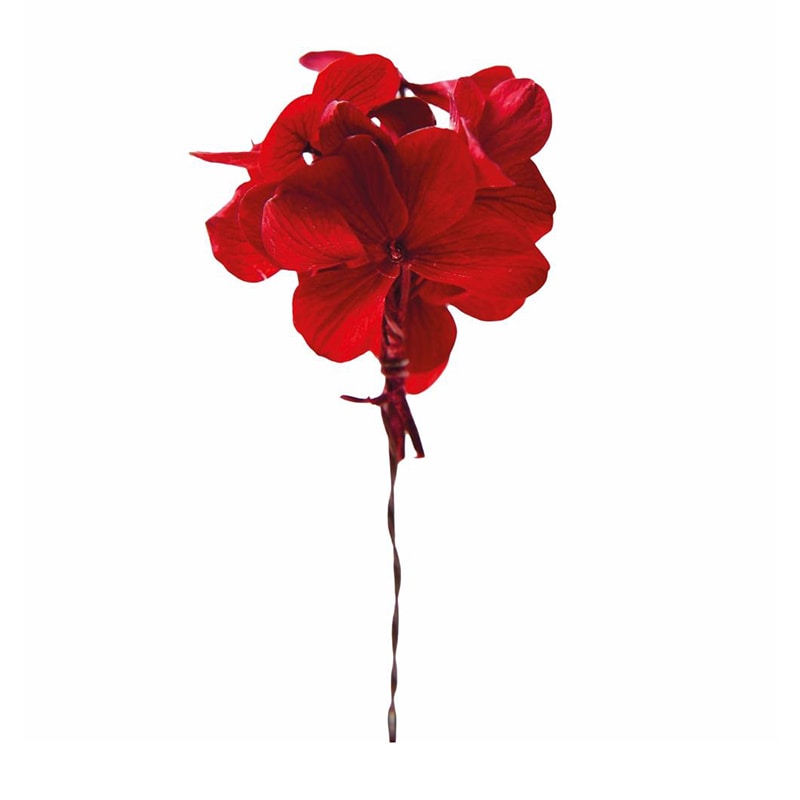 フロールエバー プリザーブドフラワー　プレタポルテ アンデスアジサイ　ワイン FLPP2911-10 35本/箱（ご注文単位1箱）【直送品】