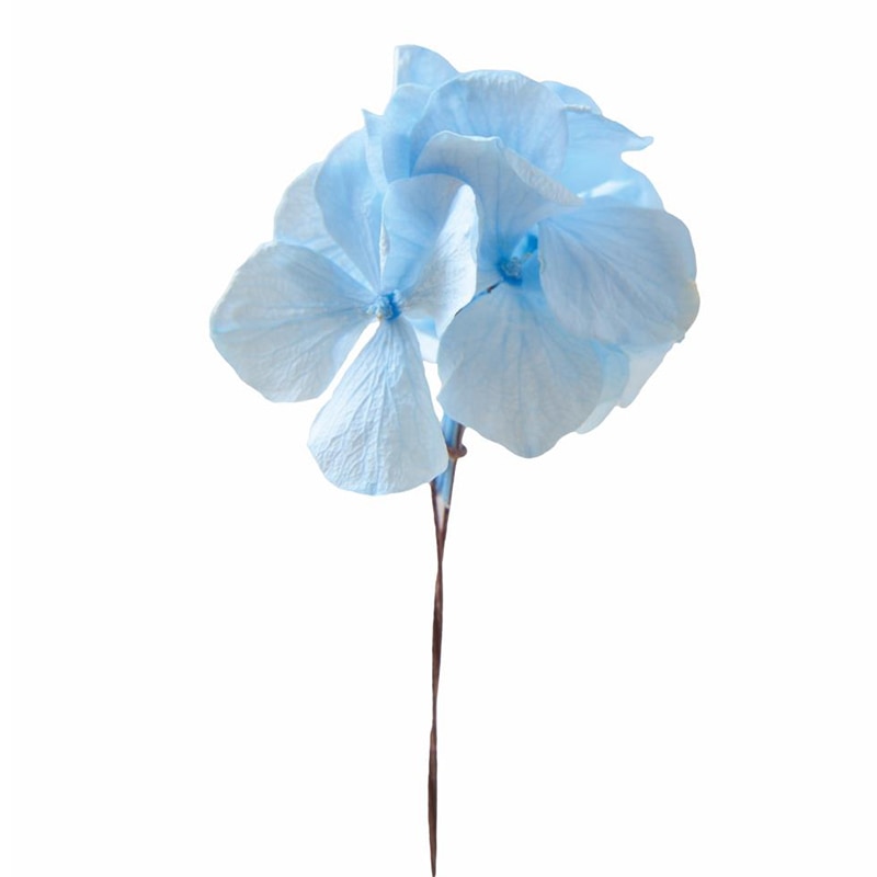 フロールエバー プリザーブドフラワー　プレタポルテ アンデスアジサイ　パウダーブルー FLPP2911-13 35本/箱（ご注文単位1箱）【直送品】