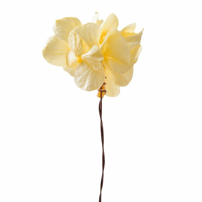 フロールエバー プリザーブドフラワー　プレタポルテ アンデスアジサイ　ソフトイエロー FLPP2911-15 35本/箱（ご注文単位1箱）【直送品】