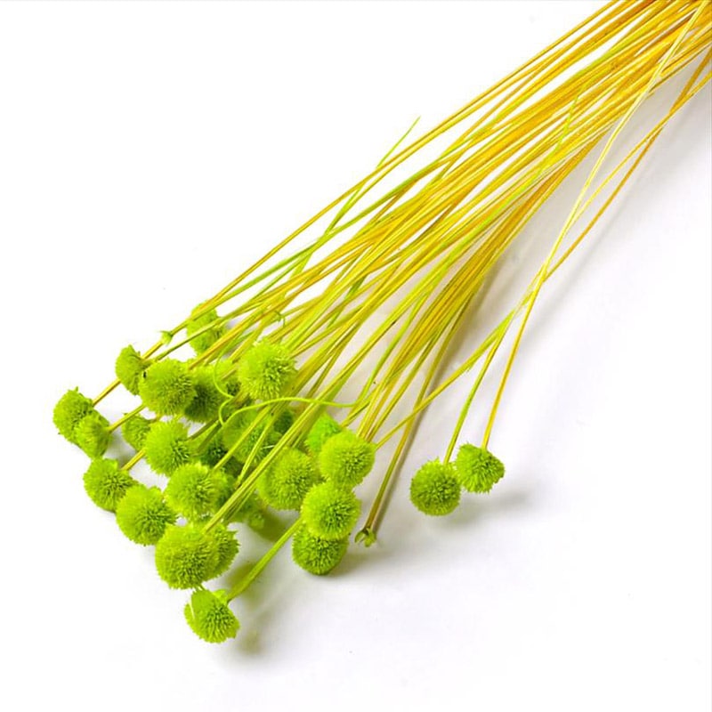 フロールエバー ドライフラワー　アマレリーノ　ドライ スモールパック　ライトグリーン FLDR6011-770 1袋（ご注文単位6袋）【直送品】