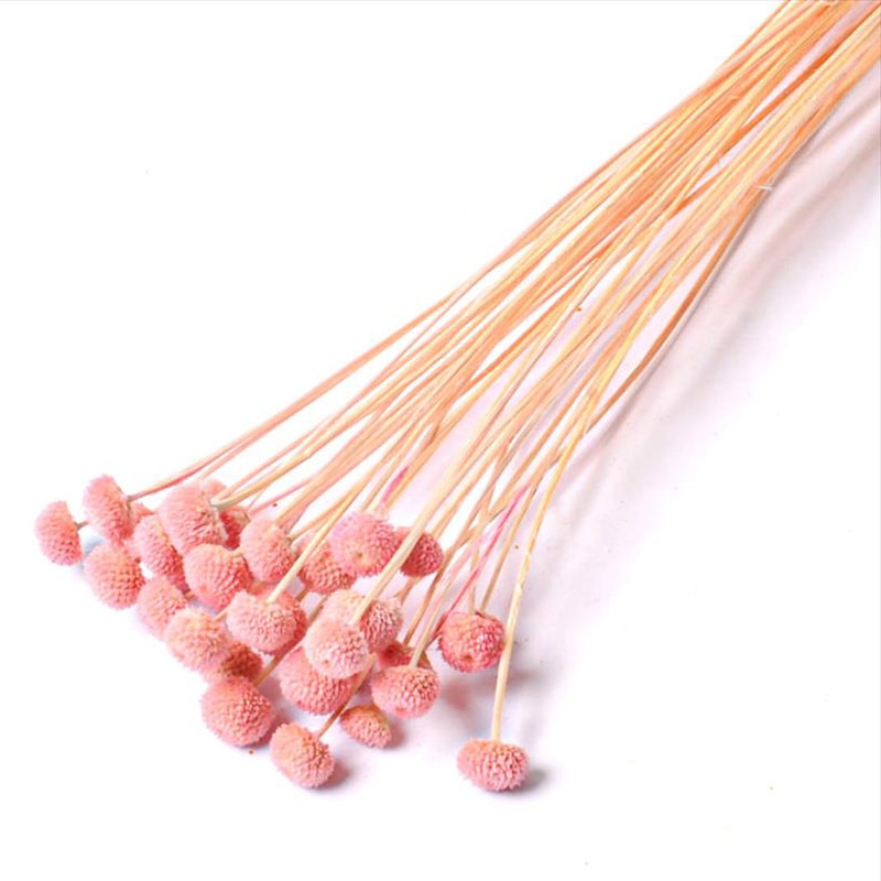 フロールエバー ドライフラワー　アマレリーノ　ドライ スモールパック　ピンク FLDR6011-860 1袋（ご注文単位6袋）【直送品】