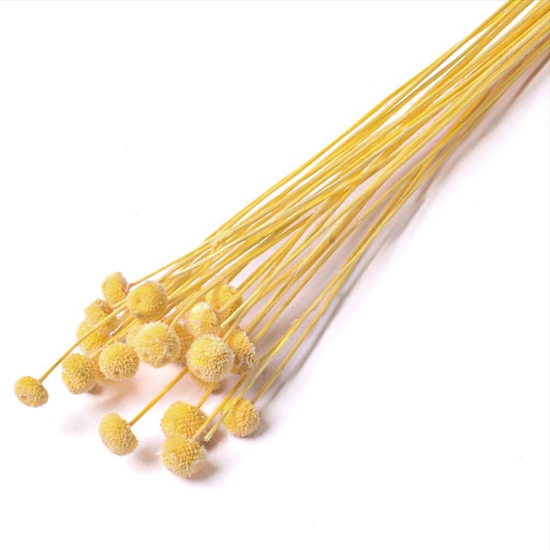 フロールエバー ドライフラワー　アマレリーノ　ドライ スモールパック　ナチュラル FLDR6011-910 1袋（ご注文単位6袋）【直送品】