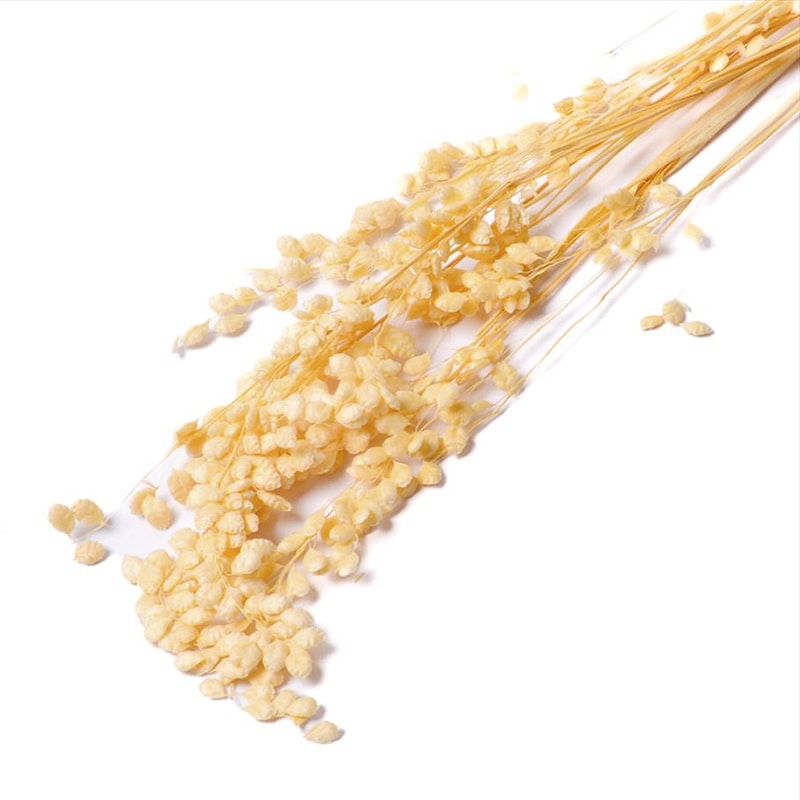 フロールエバー ドライフラワー　ブリーザ　ドライ スモールパック　ナチュラル FLDR6012-910 1袋（ご注文単位6袋）【直送品】