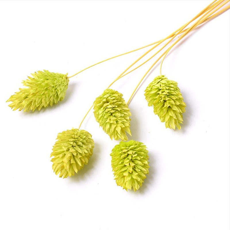 フロールエバー ドライフラワー　ファラリス　ドライ スモールパック　ライトグリーン FLDR6016-770 1袋（ご注文単位6袋）【直送品】