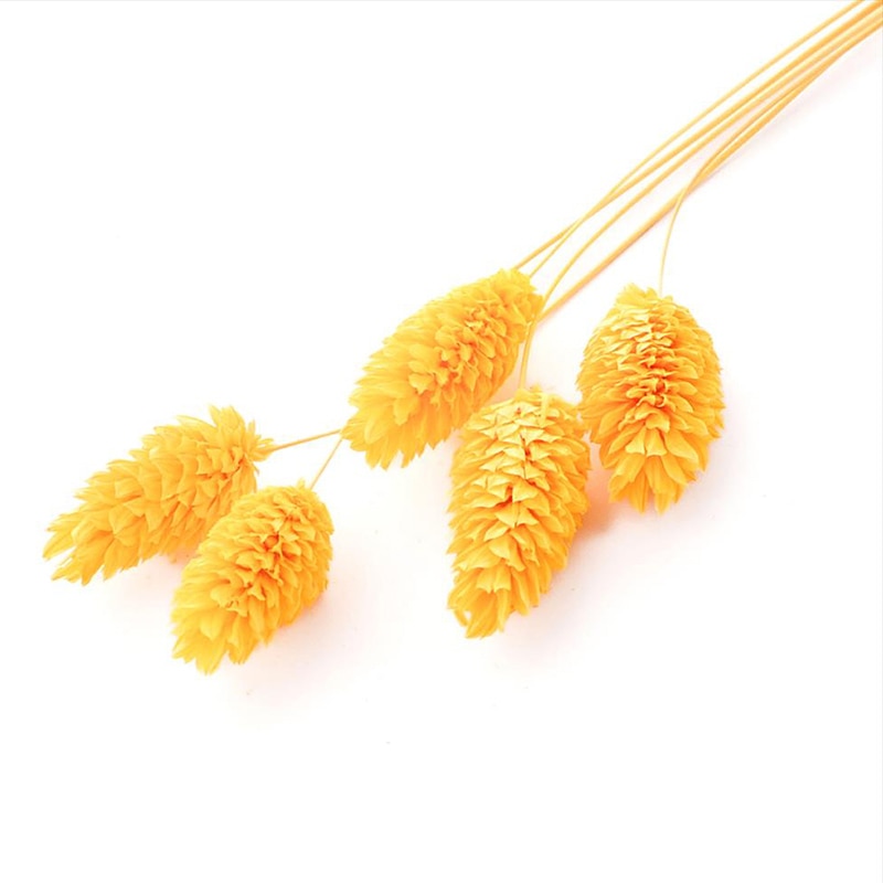 フロールエバー ドライフラワー　ファラリス　ドライ スモールパック　イエロー FLDR6016-810 1袋（ご注文単位6袋）【直送品】