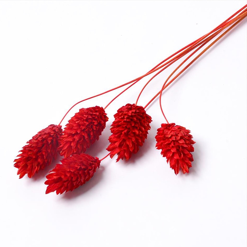 フロールエバー ドライフラワー　ファラリス　ドライ スモールパック　レッド FLDR6016-830 1袋（ご注文単位6袋）【直送品】