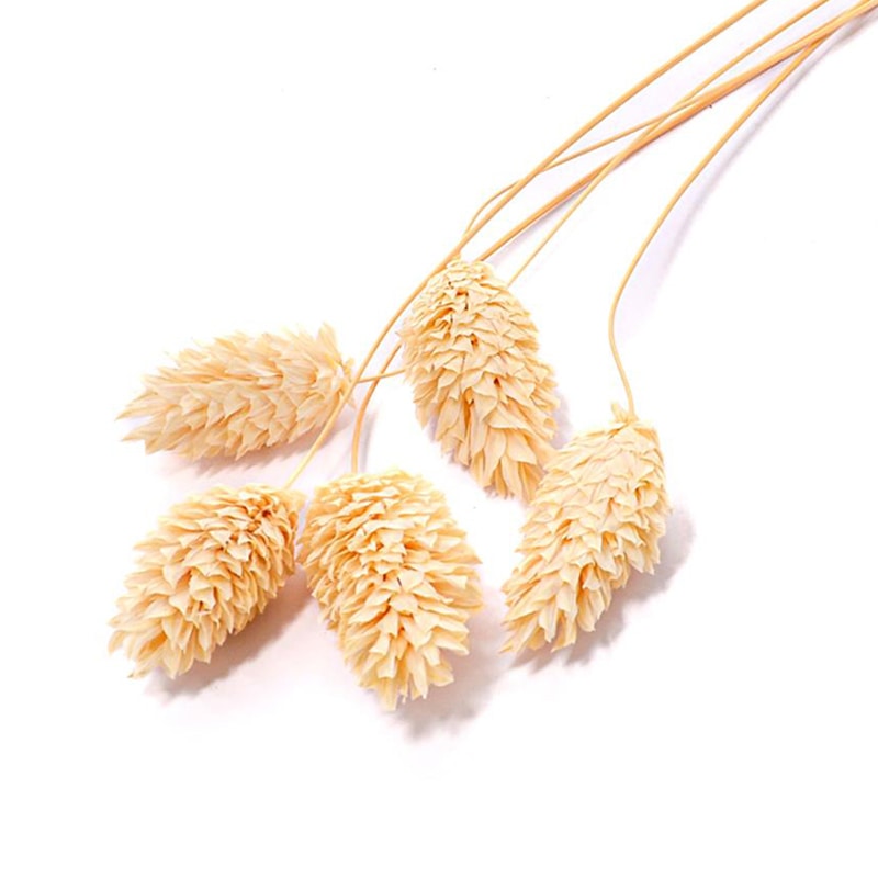 フロールエバー ドライフラワー　ファラリス　ドライ スモールパック　ナチュラル FLDR6016-910 1袋（ご注文単位6袋）【直送品】