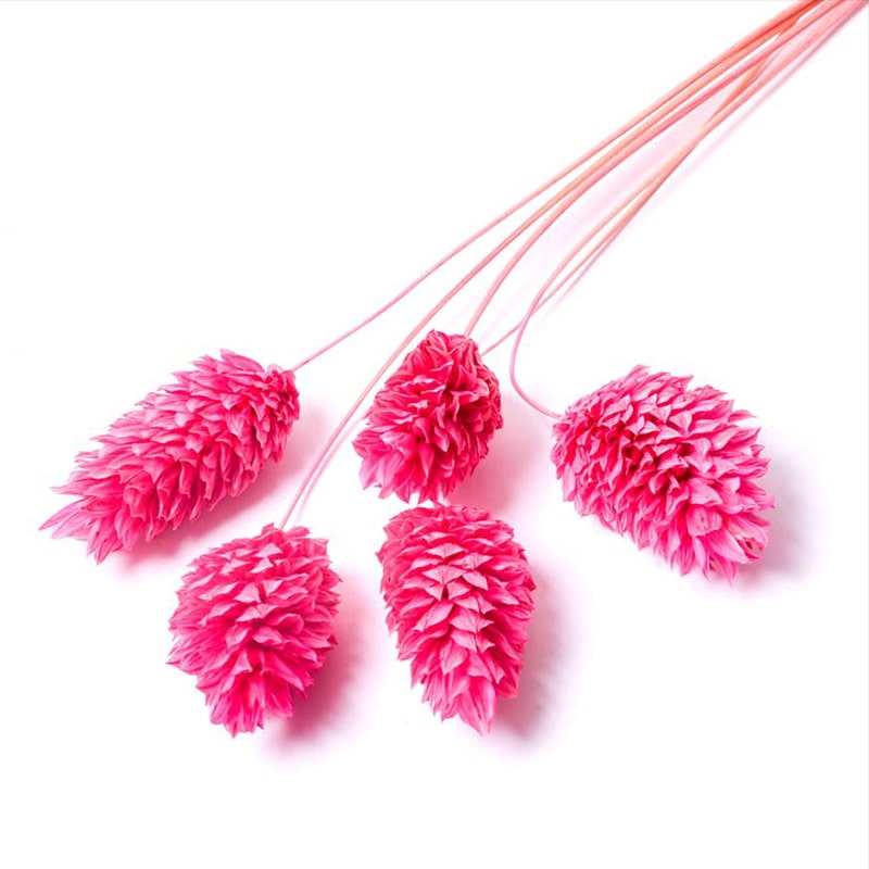 フロールエバー ドライフラワー　ファラリス　ドライ スモールパック　ダークピンク FLDR6016-930 1袋（ご注文単位6袋）【直送品】