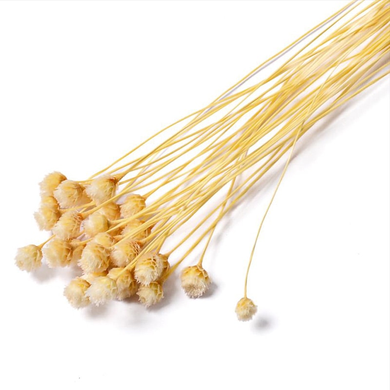 フロールエバー ドライフラワー　ジャジルダ　ドライ スモールパック　ナチュラル FLDR6017-910 1袋（ご注文単位6袋）【直送品】