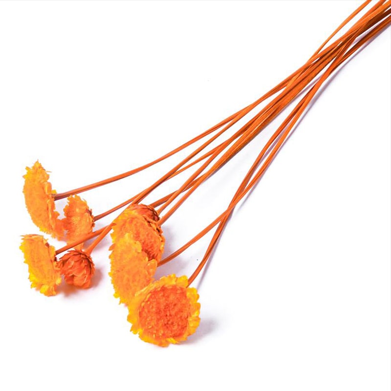 フロールエバー ドライフラワー　マーガレット　ドライ スモールパック　オレンジ FLDR6005-820 1袋（ご注文単位6袋）【直送品】