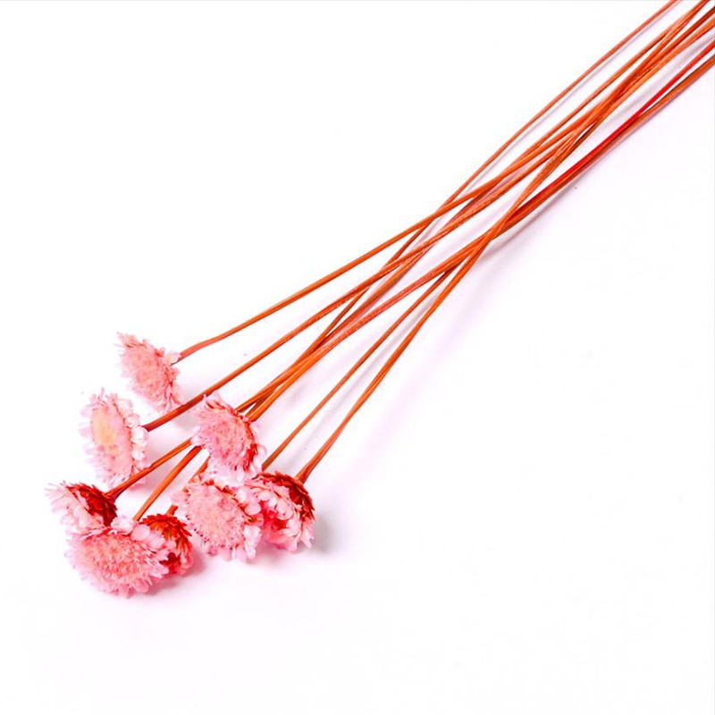 フロールエバー ドライフラワー　マーガレット　ドライ スモールパック　ピンク FLDR6005-860 1袋（ご注文単位6袋）【直送品】