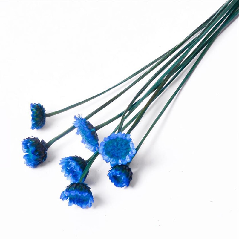 フロールエバー ドライフラワー　マーガレット　ドライ スモールパック　ブルー FLDR6005-870 1袋（ご注文単位6袋）【直送品】