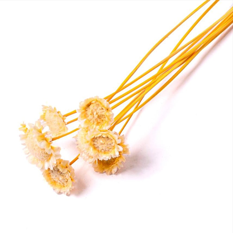 フロールエバー ドライフラワー　マーガレット　ドライ スモールパック　ナチュラル FLDR6005-910 1袋（ご注文単位6袋）【直送品】