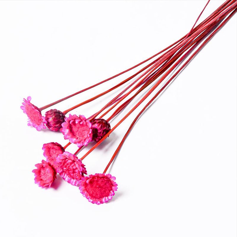 フロールエバー ドライフラワー　マーガレット　ドライ スモールパック　ダークピンク FLDR6005-930 1袋（ご注文単位6袋）【直送品】