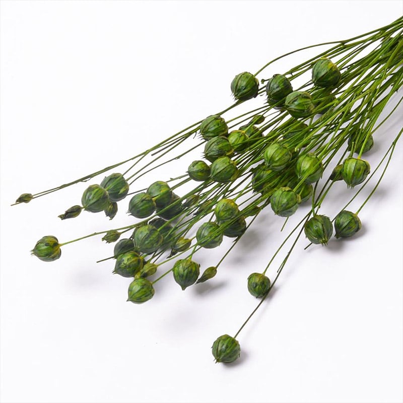 フロールエバー ドライフラワー　リンフラワー　ドライ スモールパック　グリーン FLDR6023-800 1袋（ご注文単位6袋）【直送品】