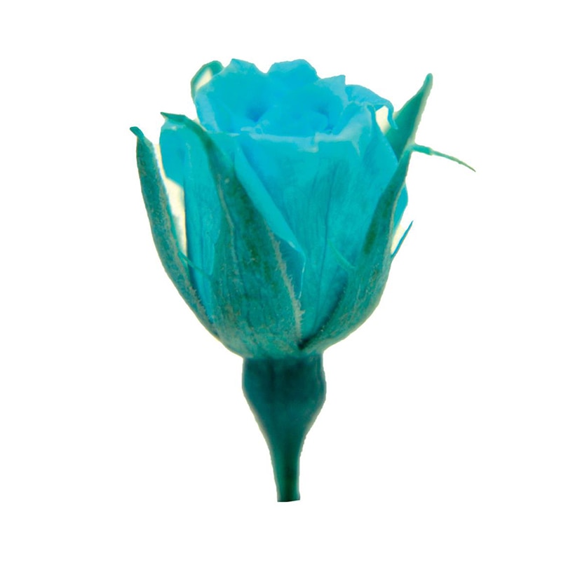 フロールエバー プリザーブドフラワー マイクロローズ 5P カリビアンブルー FLS00605-72 5輪/袋(ご注文単位1袋)【直送品】