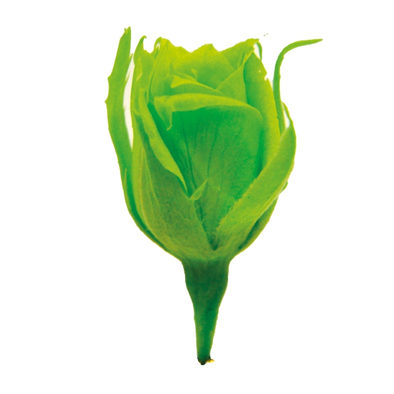 フロールエバー プリザーブドフラワー マイクロローズ 5P スプラッシュグリーン FLS00605-76 5輪/袋(ご注文単位1袋)【直送品】