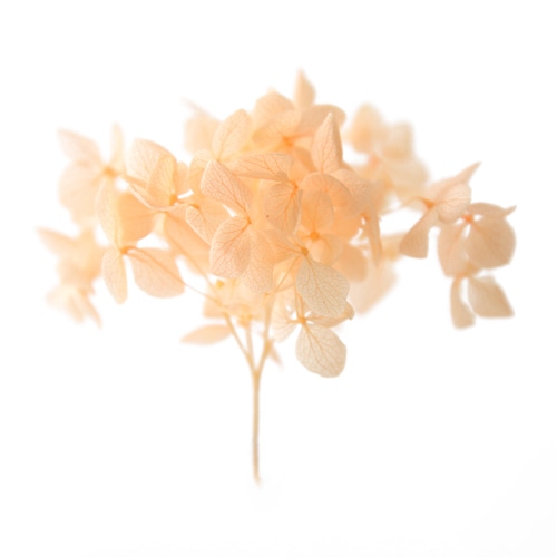 フロールエバー プリザーブドフラワー　アナベル パステルオレンジ　スモールパック FL600296-740 1パック（ご注文単位6パック）【直送品】