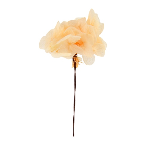 フロールエバー プリザーブドフラワー　アナベル　ワイヤー付 パステルオレンジ　スモールパック FLPP6296-740 1パック（ご注文単位6パック）【直送品】