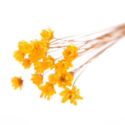 フロールエバー ドライフラワー　グリクシア イエロー　スモールパック FLDR6013-810 1パック（ご注文単位6パック）【直送品】