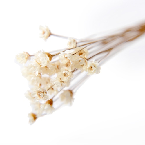 フロールエバー ドライフラワー　グリクシア ナチュラル　スモールパック FLDR6013-910 1パック（ご注文単位6パック）【直送品】