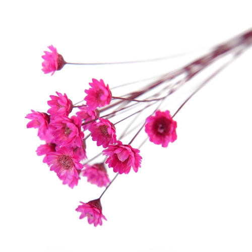 フロールエバー ドライフラワー　グリクシア ダークピンク　スモールパック FLDR6013-930 1パック（ご注文単位6パック）【直送品】