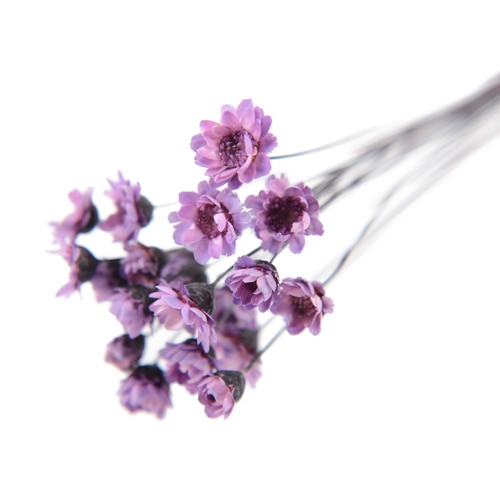 フロールエバー ドライフラワー　グリクシア ライラック　スモールパック FLDR6013-950 1パック（ご注文単位6パック）【直送品】