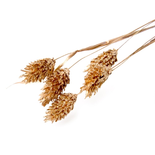 フロールエバー ドライフラワー　シャイニーファラリス ゴールド　スモールパック FLDRS616-701 1パック（ご注文単位6パック）【直送品】