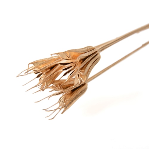 フロールエバー ドライフラワー　シャイニーニゲラ ゴールド　スモールパック FLDRS625-701 1パック（ご注文単位6パック）【直送品】