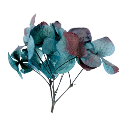 フロールエバー プリザーブドフラワー　ヨーロピアンアジサイ　デュオ スモールパック　ブルー×バーガンディ FL600295-310 1パック（ご注文単位6パック）【直送品】