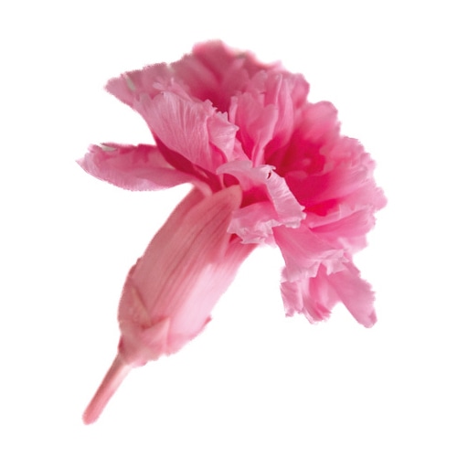 フロールエバー プリザーブドフラワー ミニカーネーション 2P ベイビーピンク FLS12002-07 1パック（ご注文単位1パック）【直送品】