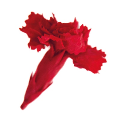 フロールエバー プリザーブドフラワー マイクロカーネーション 6P チェリーレッド FLS14006-05 1パック（ご注文単位1パック）【直送品】