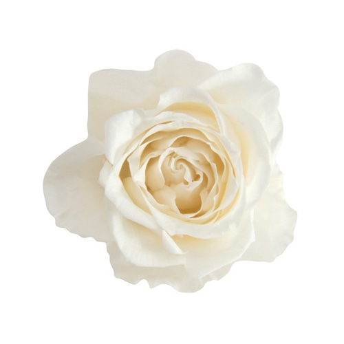 フロールエバー プリザーブドフラワー ブルーミングローズS SP パールホワイト FLBR0041-01 1パック（ご注文単位6パック）【直送品】