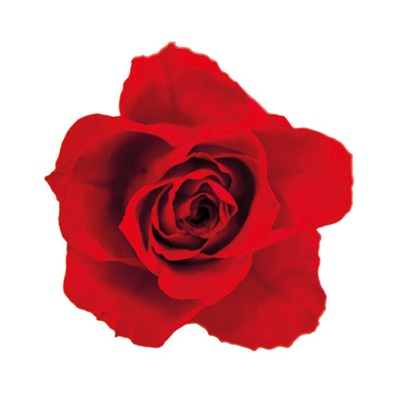 フロールエバー プリザーブドフラワー ブルーミングローズS SP チェリーレッド FLBR0041-05 1パック（ご注文単位6パック）【直送品】