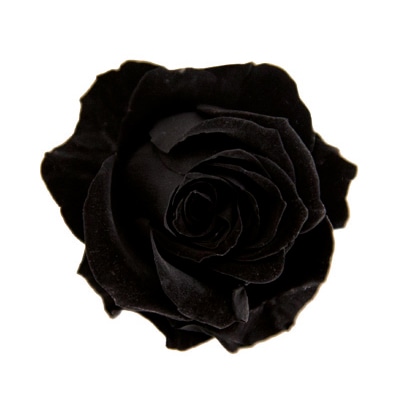 フロールエバー プリザーブドフラワー ブルーミングローズS SP ミッドナイトブラック FLBR0041-26 1パック（ご注文単位6パック）【直送品】