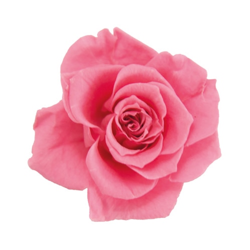 フロールエバー プリザーブドフラワー ブルーミングローズS SP シュガーピンク FLBR0041-47 1パック（ご注文単位6パック）【直送品】