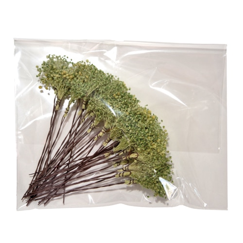 フロールエバー プリザーブドフラワー プレタポルテ ベイビーカスミソウ ライトグリーン FLPP8341-770 1パック（ご注文単位1パック）【直送品】