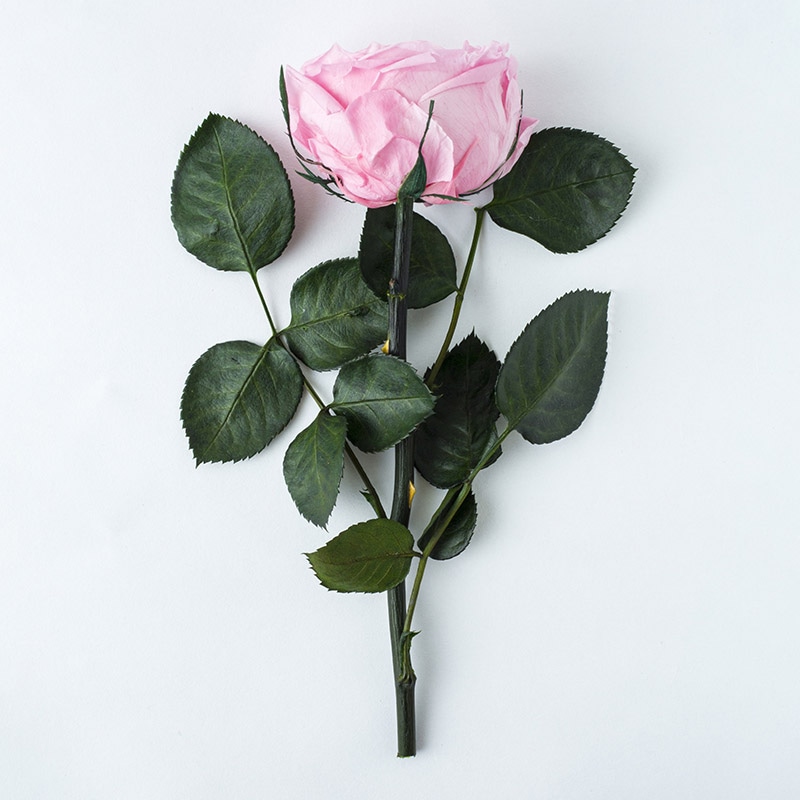 フロールエバー プリザーブドフラワー ガーデンローズ キャサリン ステム付 ベイビーピンク FL5042-07 1本(ご注文単位1本)【直送品】