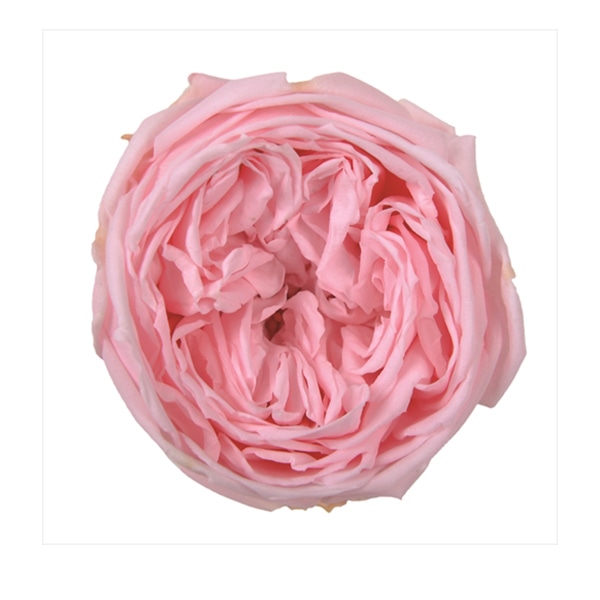 フロールエバー プリザーブドフラワー ガーデンローズ キャサリン ステム付 ベイビーピンク FL5042-07 1本(ご注文単位1本)【直送品】