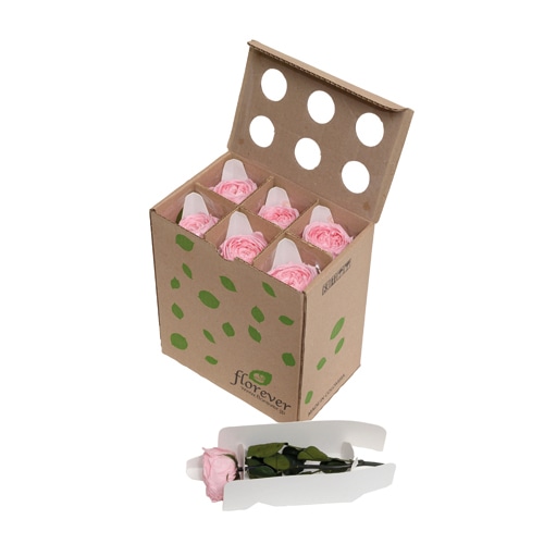フロールエバー ブリザーブドフラワー　ガーデンローズ　キャサリン ステム付　スリーブ入　ベイビーピンク FL5043-07 1箱（ご注文単位1箱）【直送品】