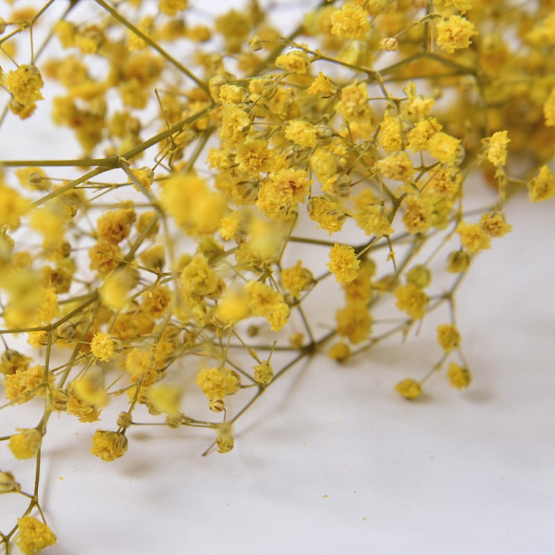 フロールエバー プリザーブドフラワー　カスミソウ イエロー FL830-810 1束（ご注文単位10束）【直送品】